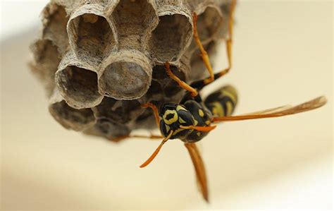 wasps exterminator delaware county